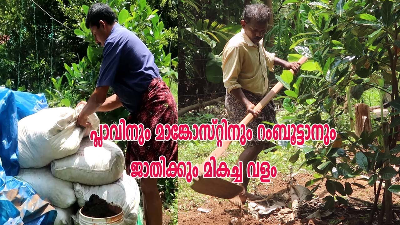 പ്ലാവിനും മാങ്കോസ്റ്റിനും റംബൂട്ടാനും ജാതിക്കും മികച്ച വളം Organic Fertilizer For Fruits Plants