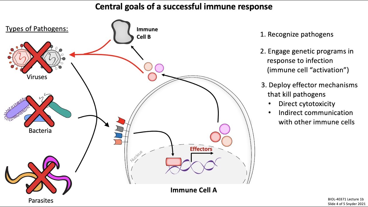 Lecture 1b: Introduction to Immunology