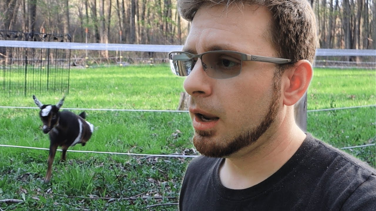 Simple Electric Fencing For Goats