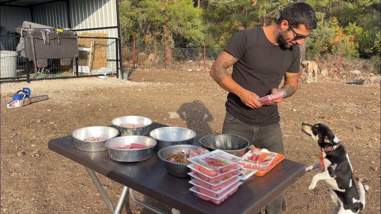 KÖPEKLERE TAKİPCİMİZ YEMEK ISMARLADI 🙏😀