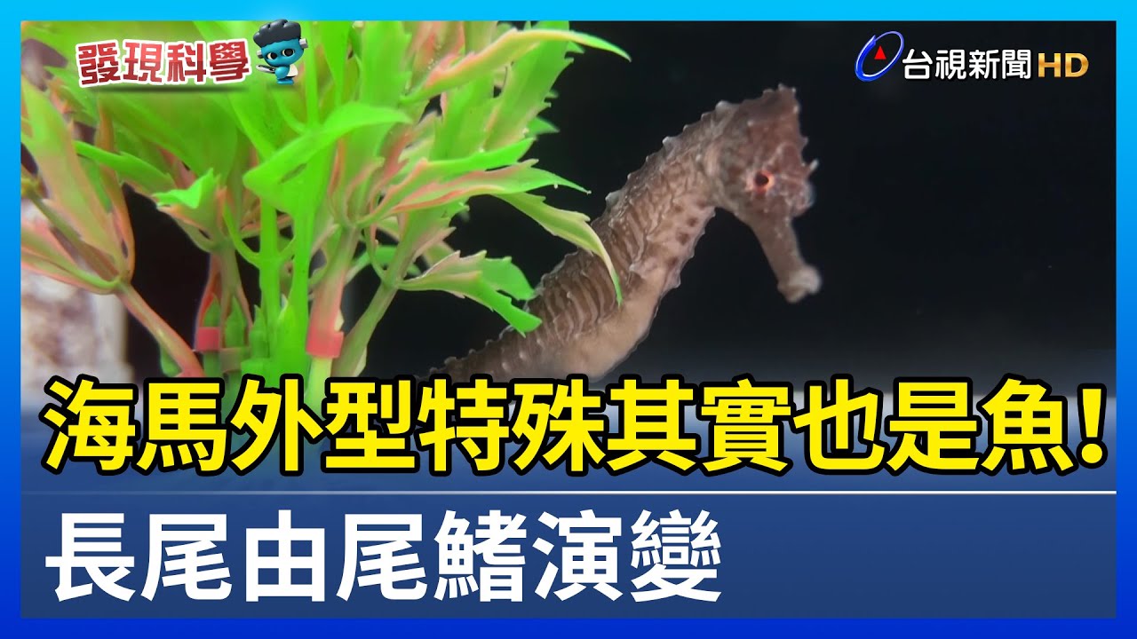 海馬外型特殊其實也是魚！ 長尾由尾鰭演變【發現科學】