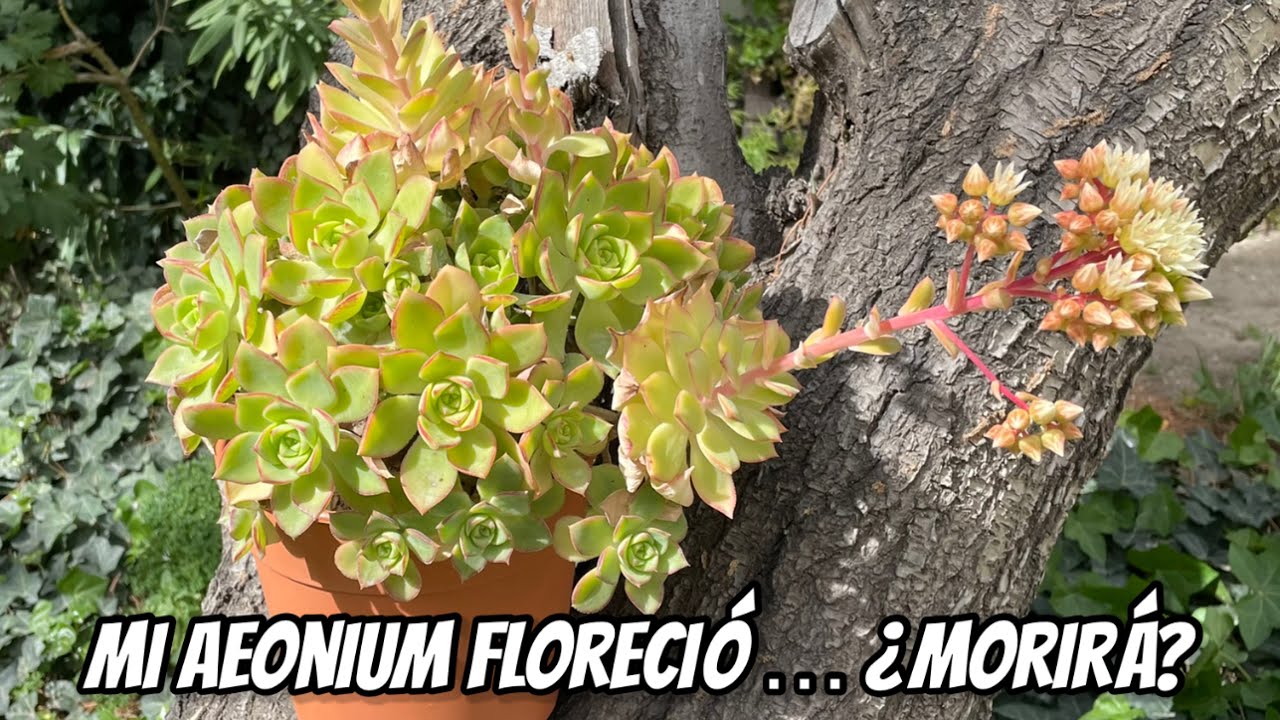 MORIRÁ MI SUCULENTA DESPUÉS DE FLORECER?