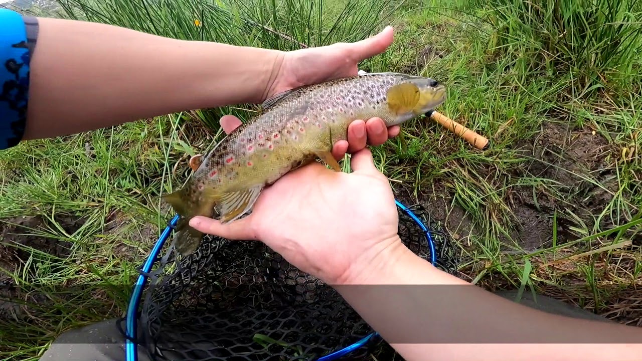 Melbourne BFS trout fishing, Goulburn river basin.   Beams Xpan 4 3 LTR testing.