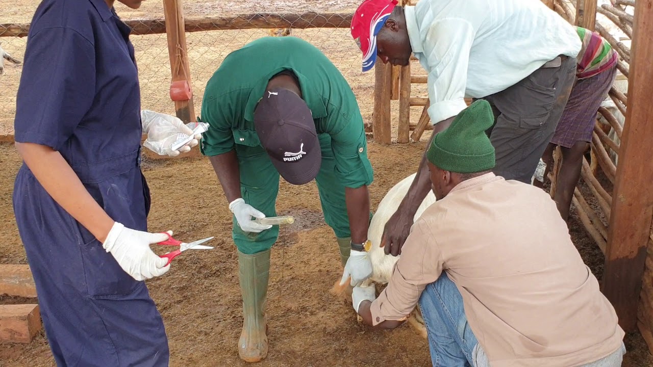 Research on how to synchronise goats using progesterone