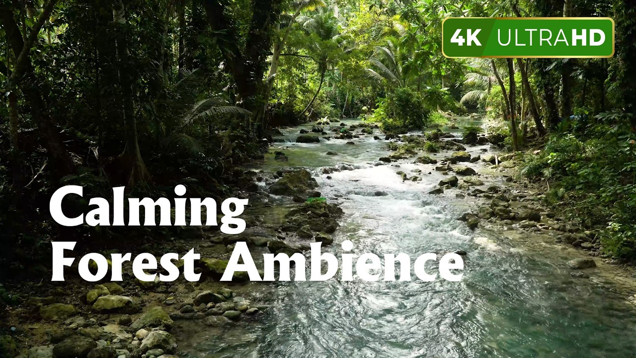 Calming Forest Ambience | River Flowing Birds Chirping in Hidden Forest   Birds Sounds For Sleep