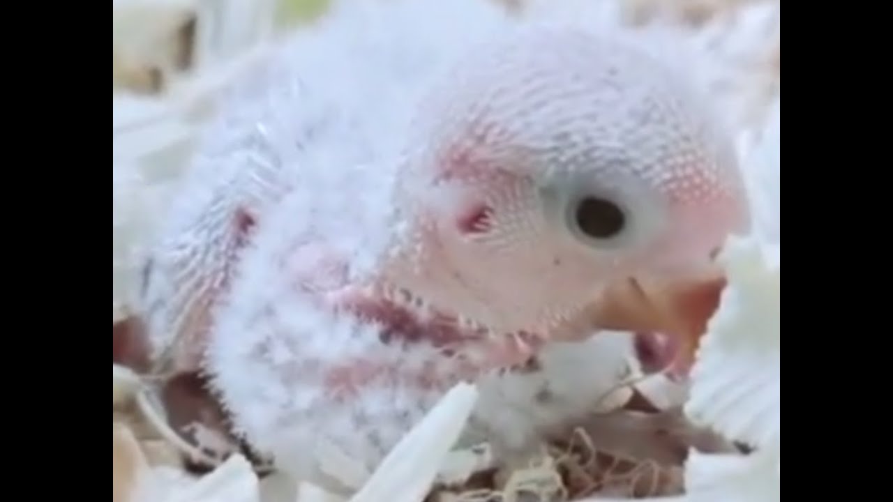 first parrot baby