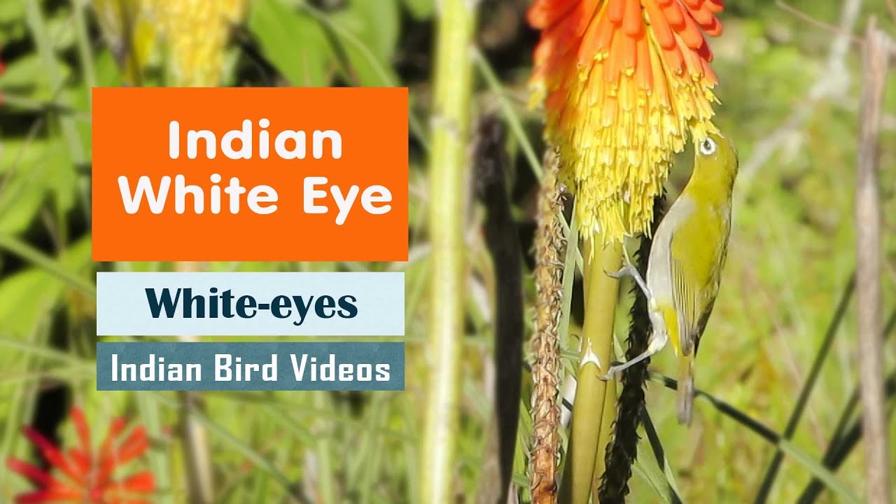 The Indian White Eye (Zosterops palpebrosus) - Indian Bird Videos