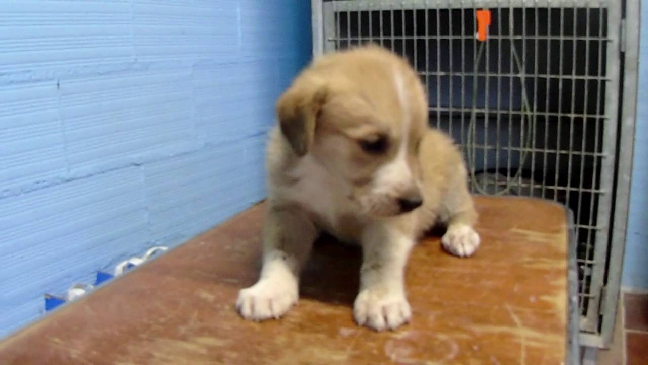 puppy blind and maybe deaf