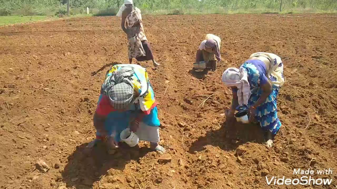 🌻சூரியகாந்தி வளர்ப்பு முறை🌻25 days of sunflowers growth🌻