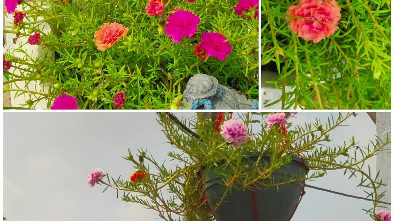 @Summer Flower 💐🌹 Plant ☘️🌵 In February 