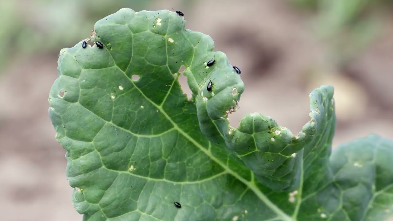 Cabbage Stem Flea Beetle Project