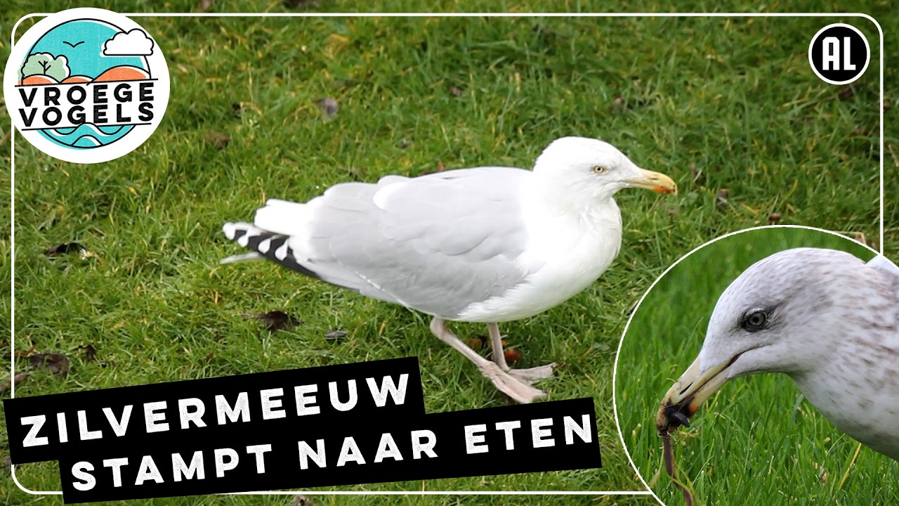 Zilvermeeuw trappelt naar dikke regenwormen | Zelf Geschoten | Vroege Vogels
