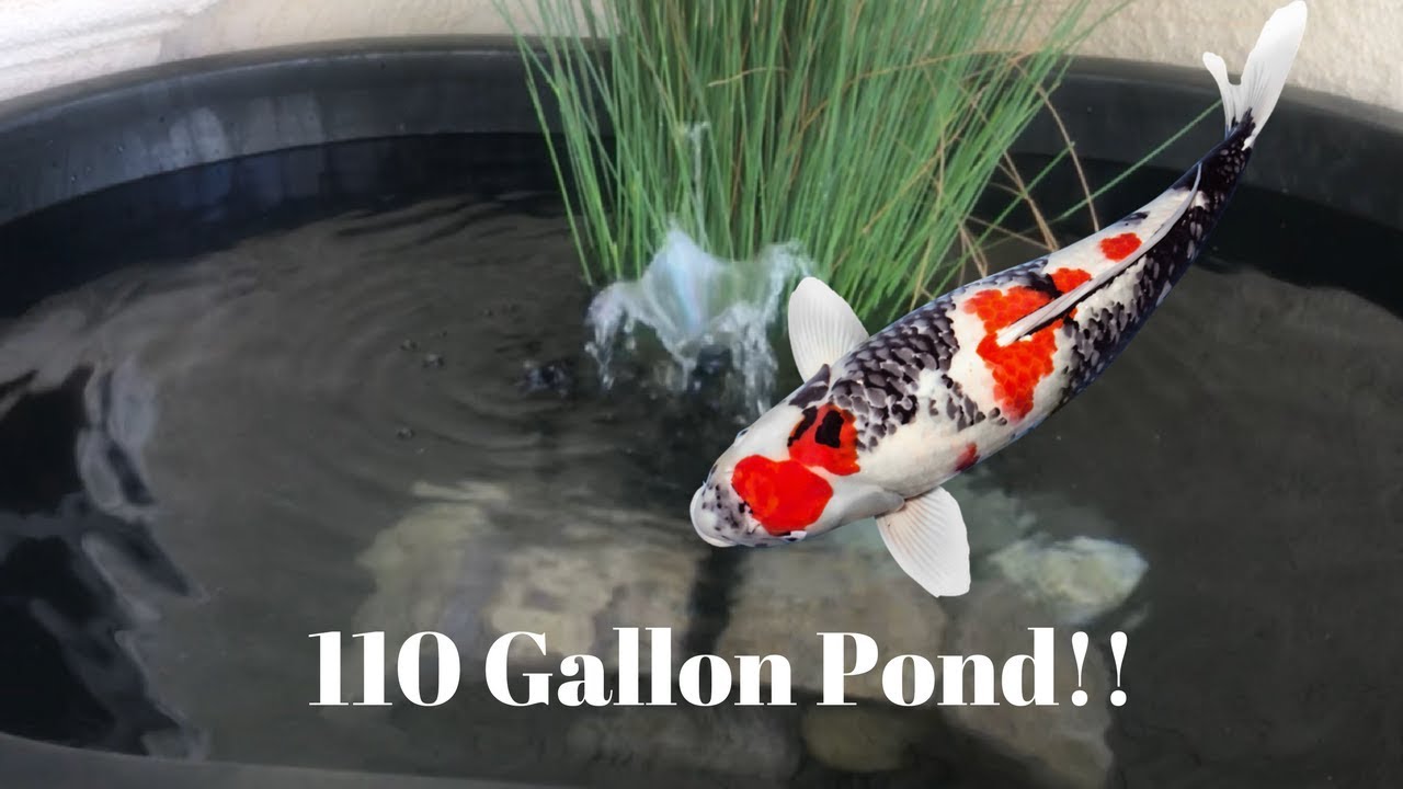 110 GALLON FISH POND