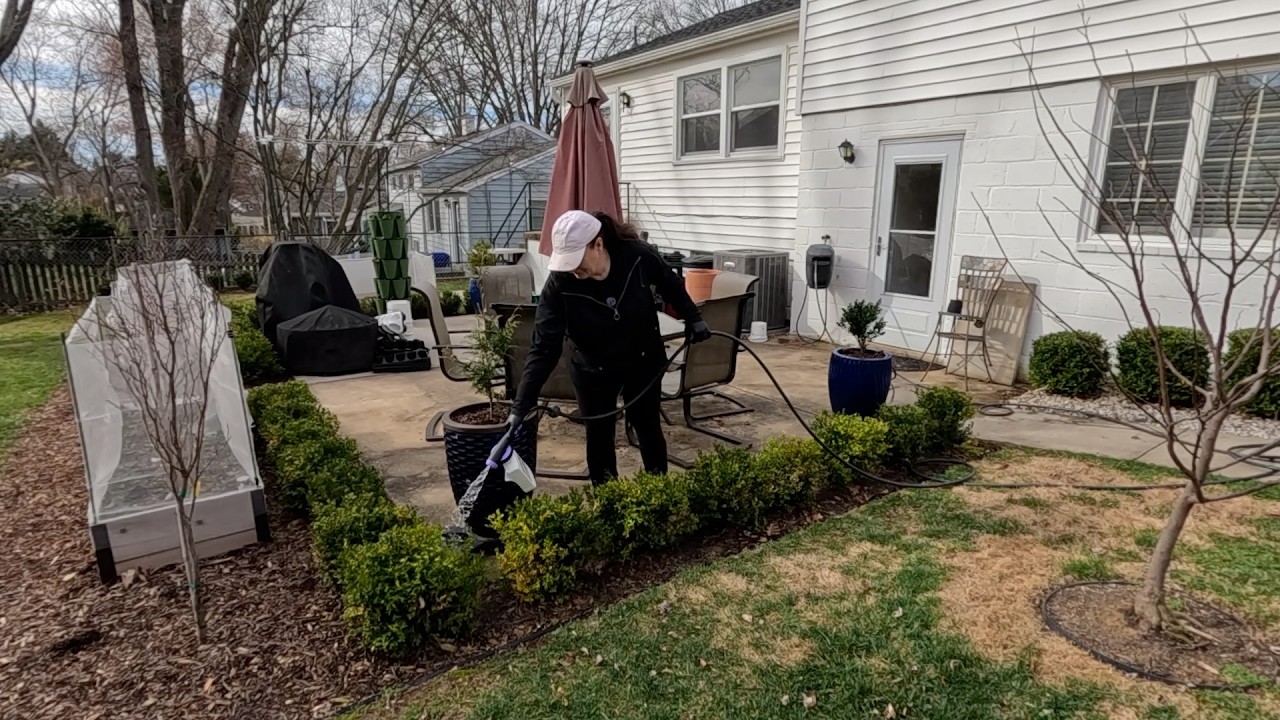 Опрыскивание самшита + Первая и самая милая цветочная композиция 🌼 // Грязь и посуда