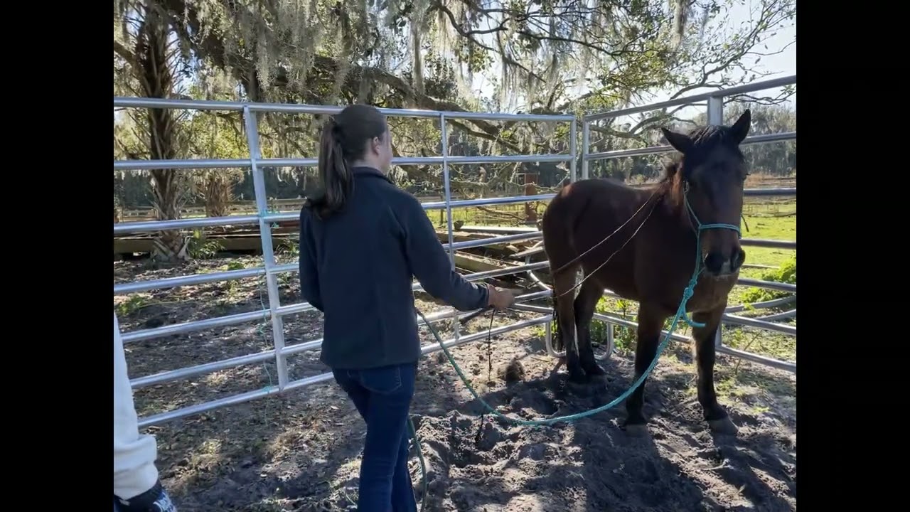 2022 Ocala, FL Extreme Mustang Makeover Pick Up Day!