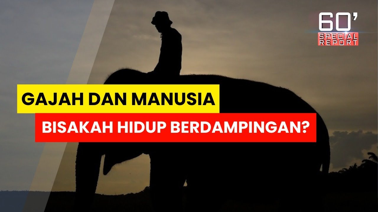 Gajah dan Manusia Bisakah Hidup Berdampingan? I 60' SPECIAL REPORT