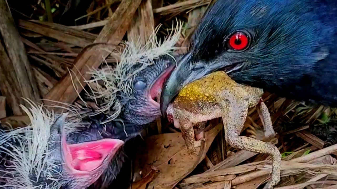 CAUCAL CHICKS FED POISONOUS FROGS