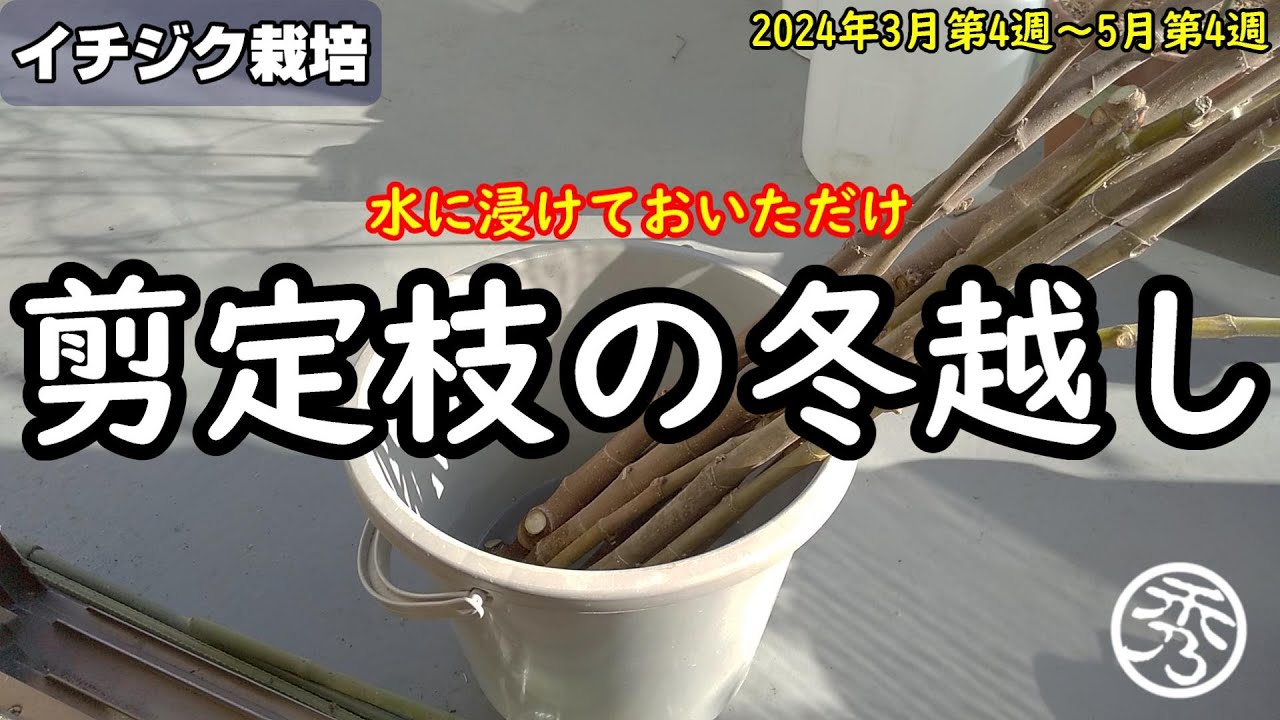 冬越ししたイチジクの剪定枝を挿し木～鉢上げ