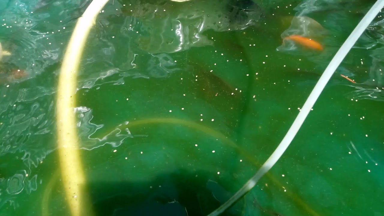 Meen valarthal, fish cultivation Trivandrum