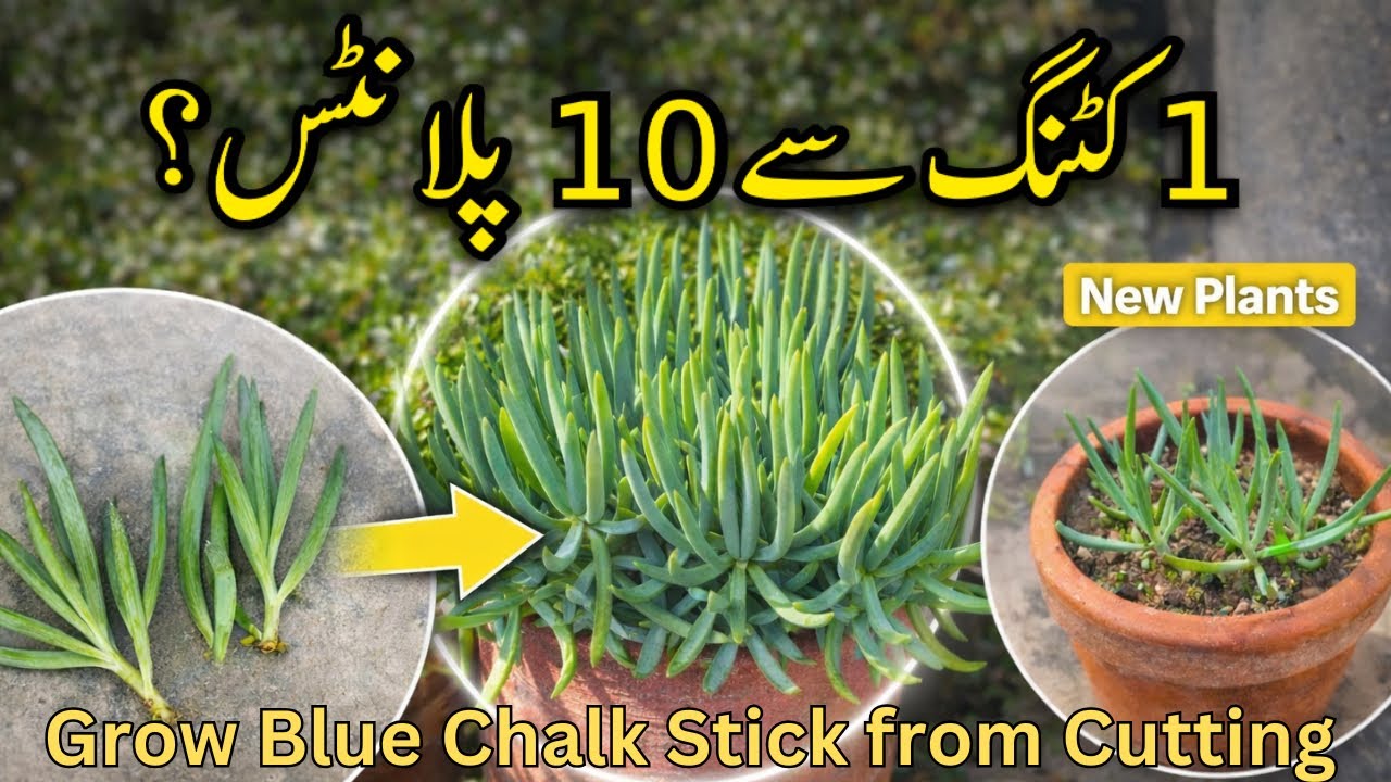 How to Grow Blue ChalkStick (succulent) by Cutting