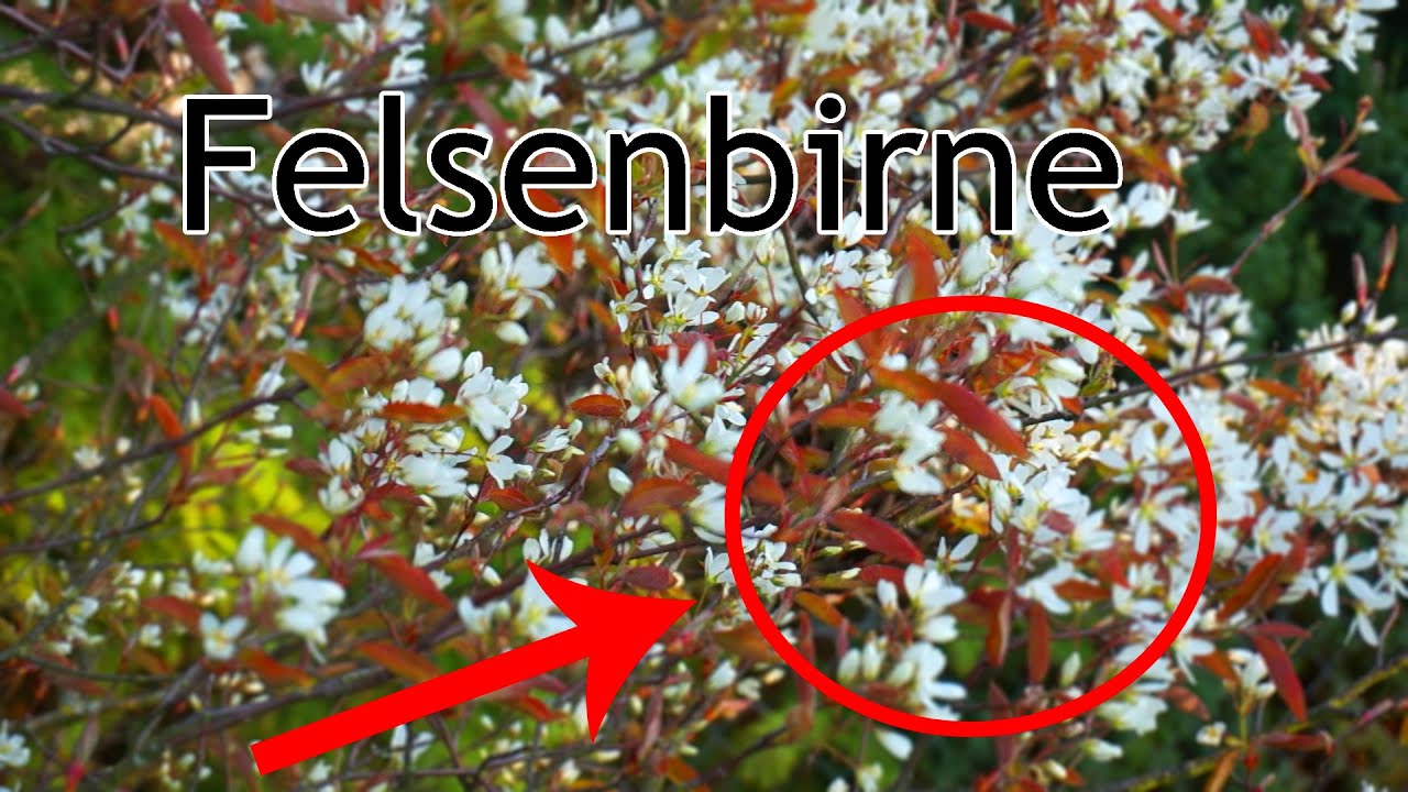 Die Felsenbirne - Zierstrauch und Wildobst