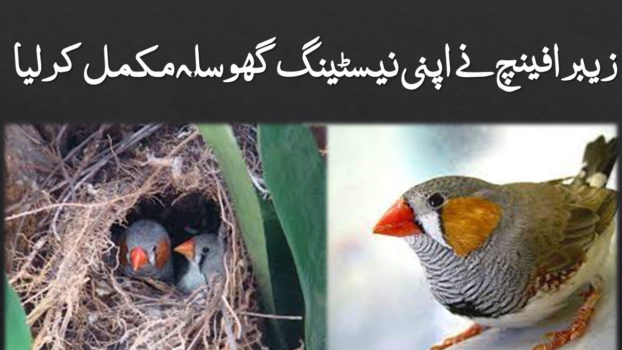 Zebra Finches Nesting Material Breeding Process in Cage