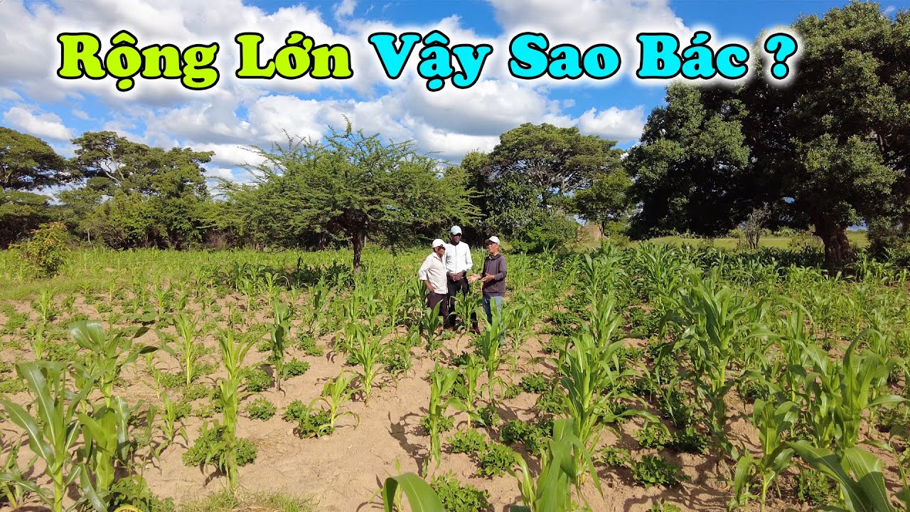 Bất Ngờ Trước Diện Tích Trồng Ngô Siêu Khủng Của Bác Nam ! Chúng Cháu Không Ngờ Luôn Ạ !