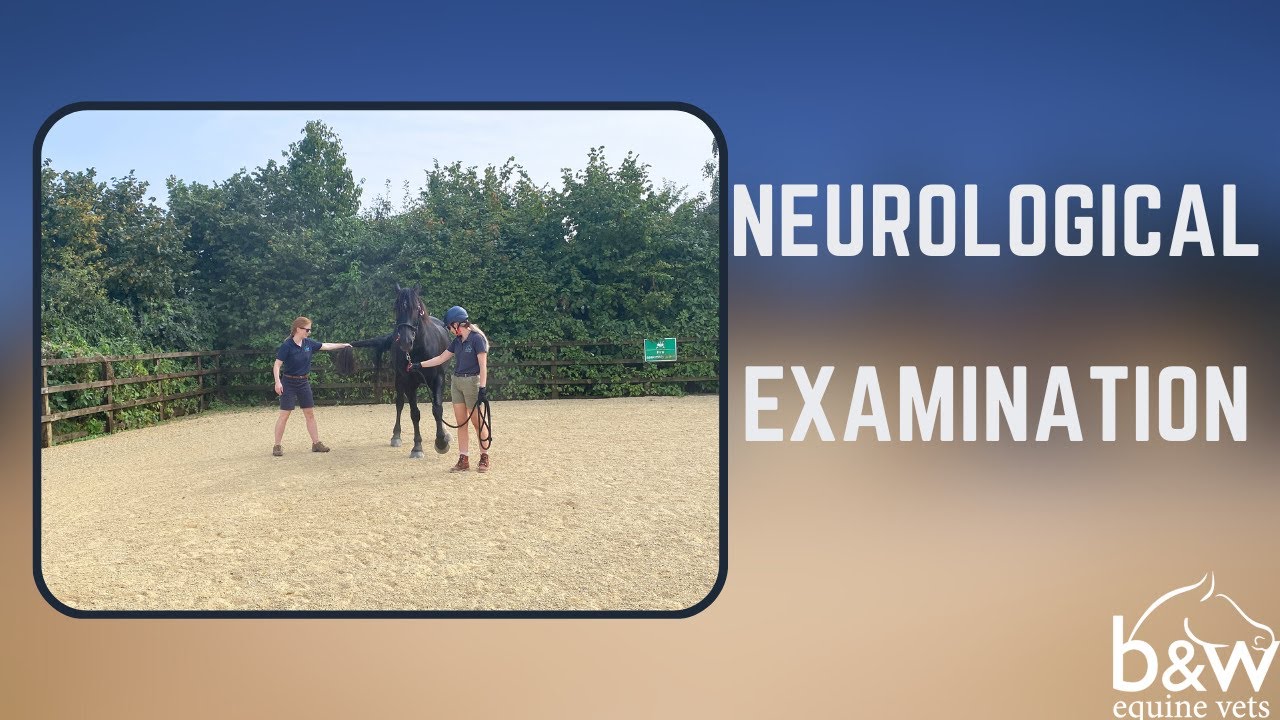 Neurological Examination - Equine Medicine - B&W Equine Hospital
