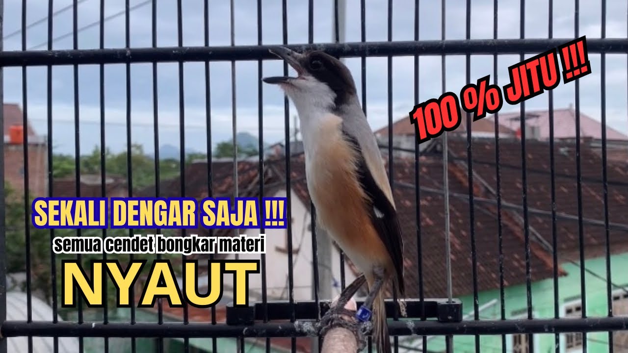 cendet gacor AMPUH FULL MATERI,, PANCINGAN CENDET AGAR BUNYI bikin BURUNG PENTET GACOR RAJIN BUNYI