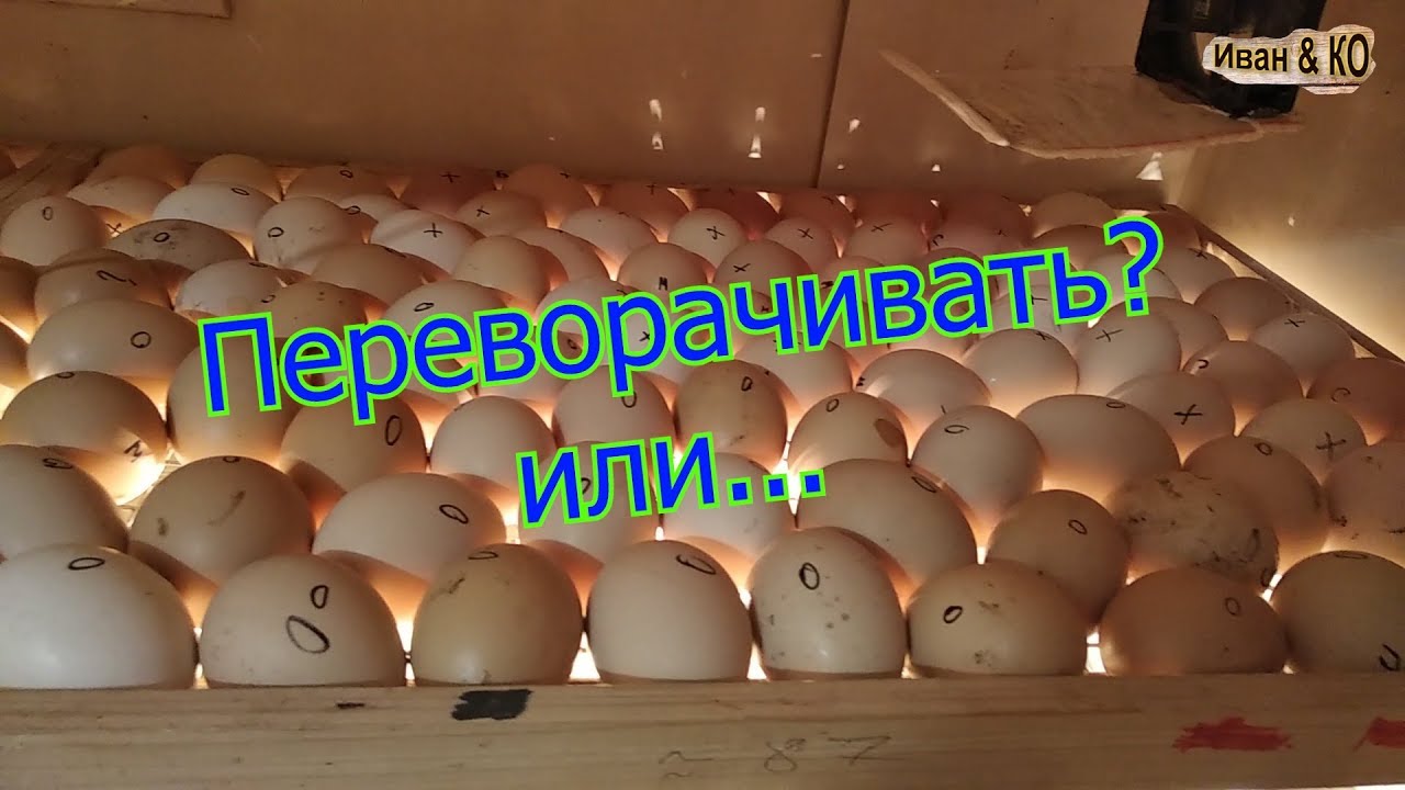 Переворот яиц в процессе инкубации.