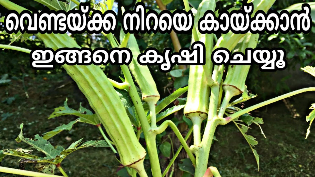 വീട്ടാവശ്യത്തിന് ധാരാളം വെണ്ടയ്ക്ക | Venda krishi tips in malayalam | Ladies Finger Cultivation Tips