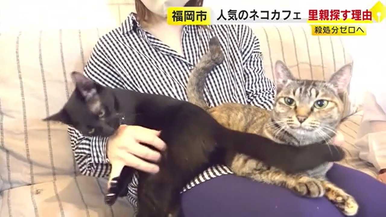 ネコカフェ『伊都にゃ～ご』　実は殺処分から逃れたネコばかり　「生きる権利をどうにかしてあげたい」　／　（2023/09/22  OA）