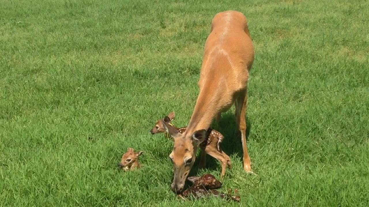 3 Baby Deer Fawns Born at Oregon Dairy this morning!