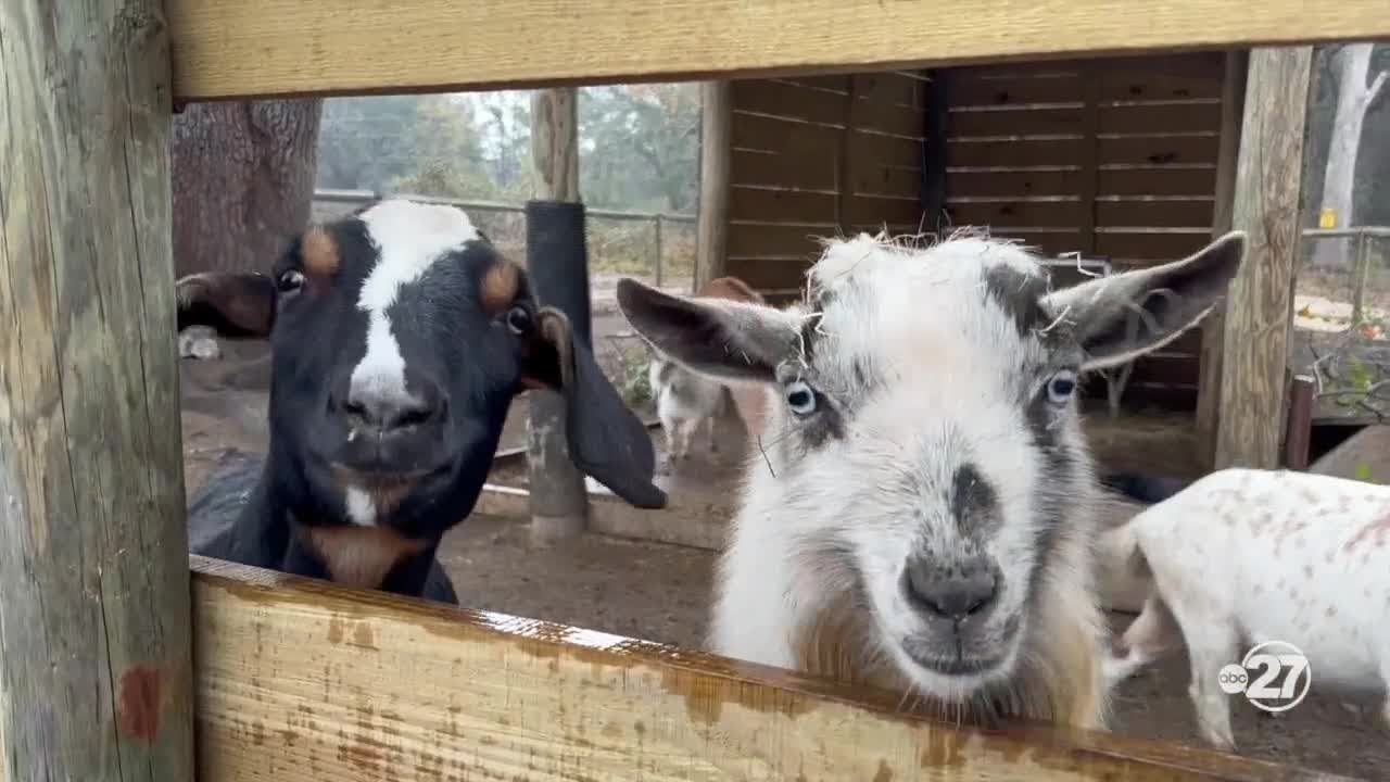 North Florida Wildlife Center finding ways to keep animals warm