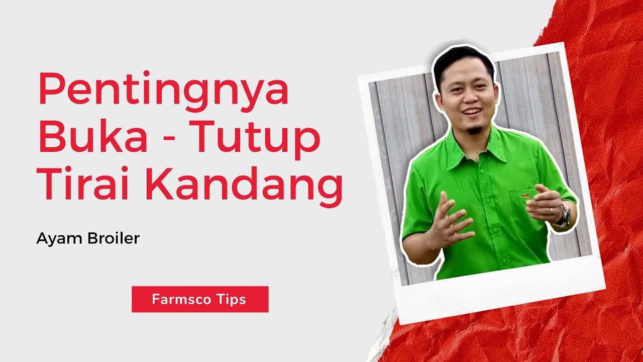 Pentingnya Buka Tutup Tirai pada Kandang Broiler - Farmsco Tips