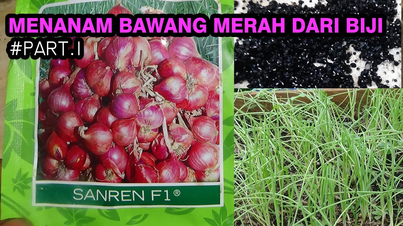 MUDAHNYA Menanam Bawang Merah Dari Biji Di Pekarangan PART 1