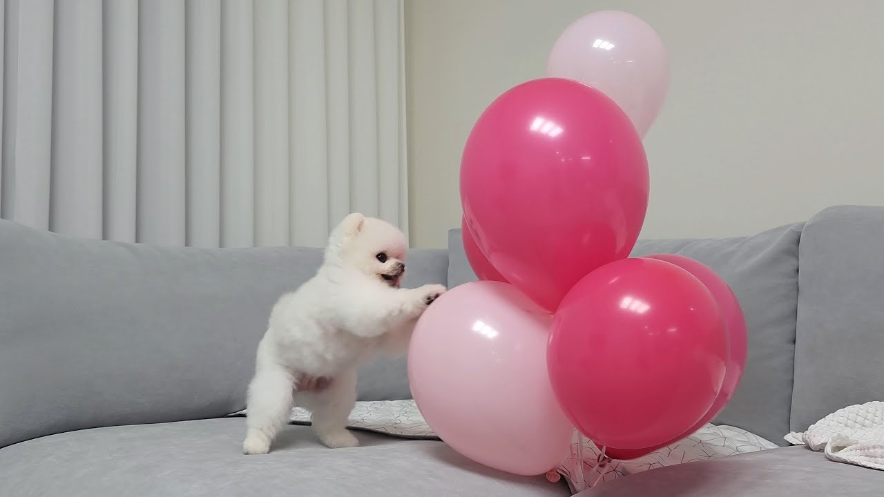 헬륨가스 마시고 루퐁이를 불렀더니...ㅋㅋㅋ