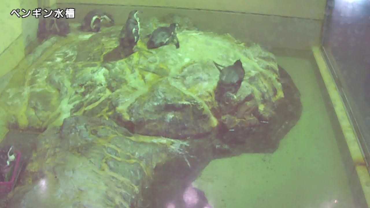 ペンギン水槽