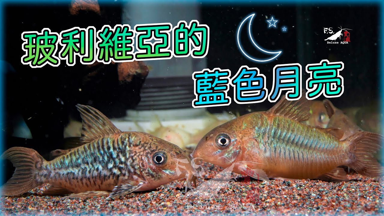 【水寵系列EP6】鼠魚界的勞斯萊斯? 潘塔納爾鼠?藍月鼠?｜我只是個養蝦的