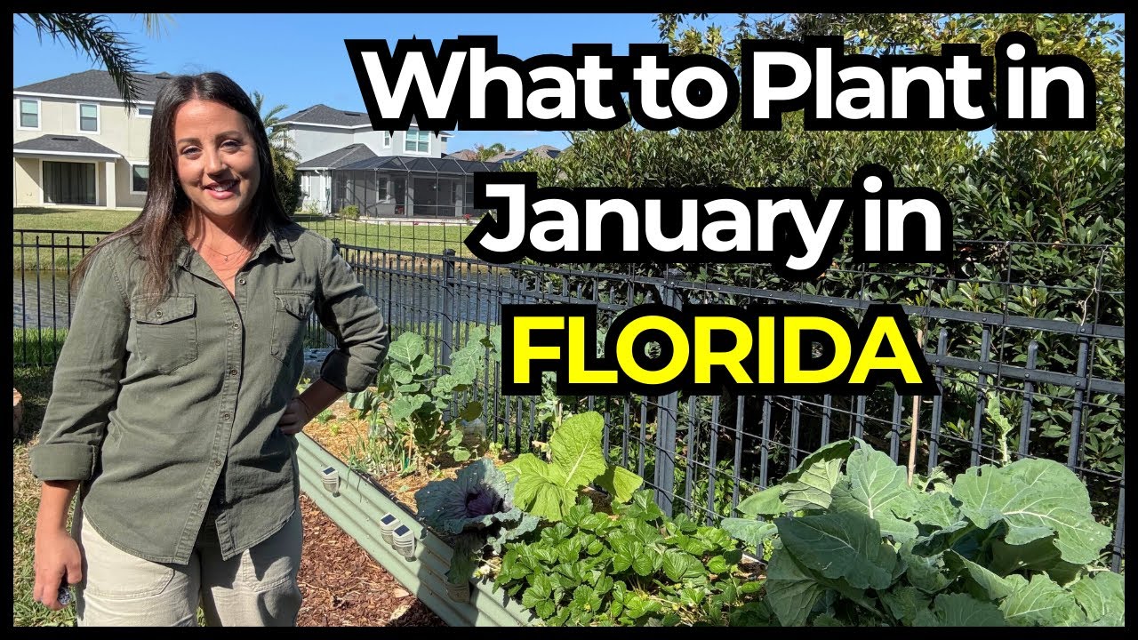 What to Plant in January in Florida | Vegetables, Herbs & Flowers