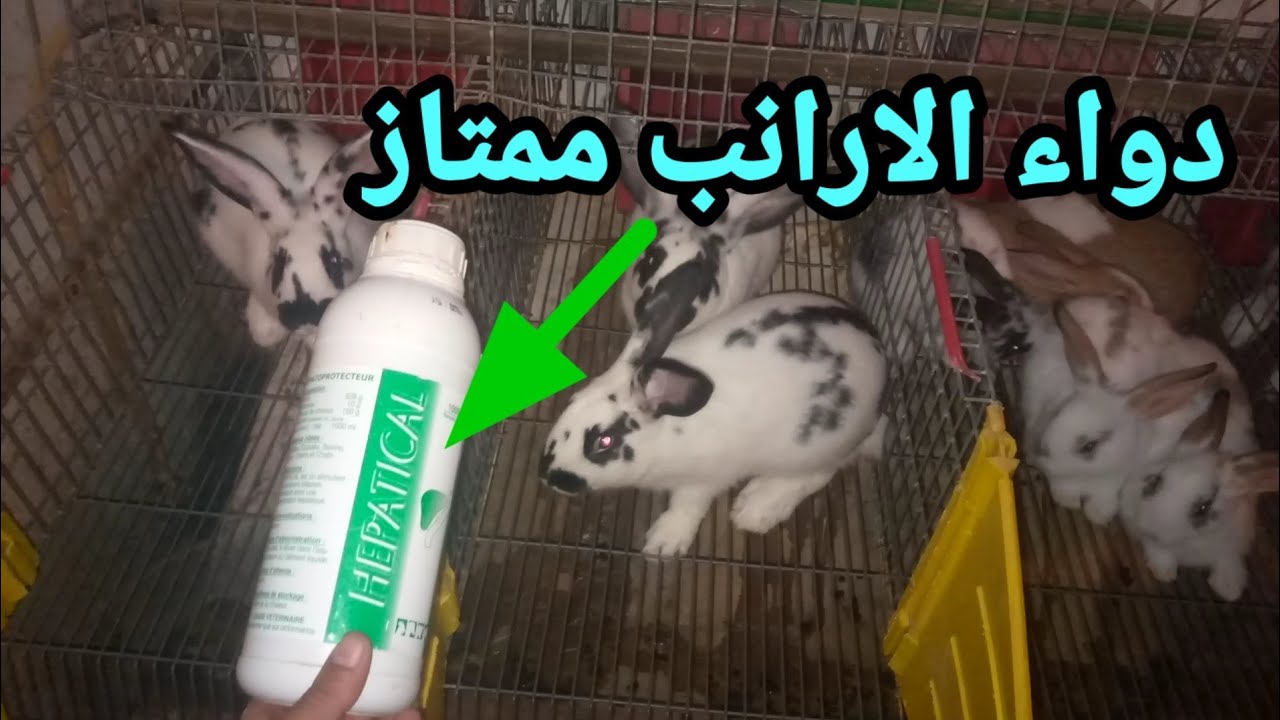 دواء الارانب ممتاز مضاد السموم