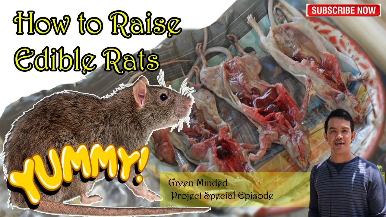 How to Raise Edible Rats I (Edible Rat Farm- Thailand)