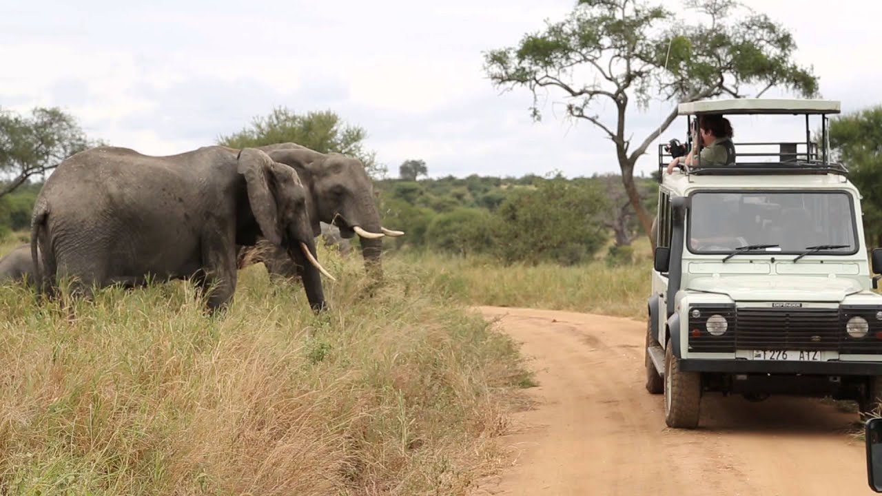 Elephants in Tarangire