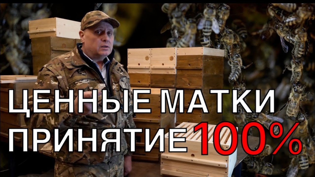 ЦЕННЫЕ МАТКИ, ПРИНЯТИЕ 100%