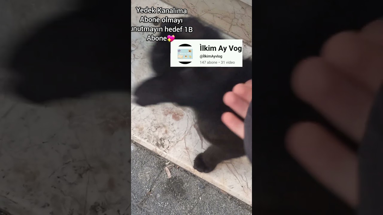 Mahallemizin güzel kedisi💗🌟