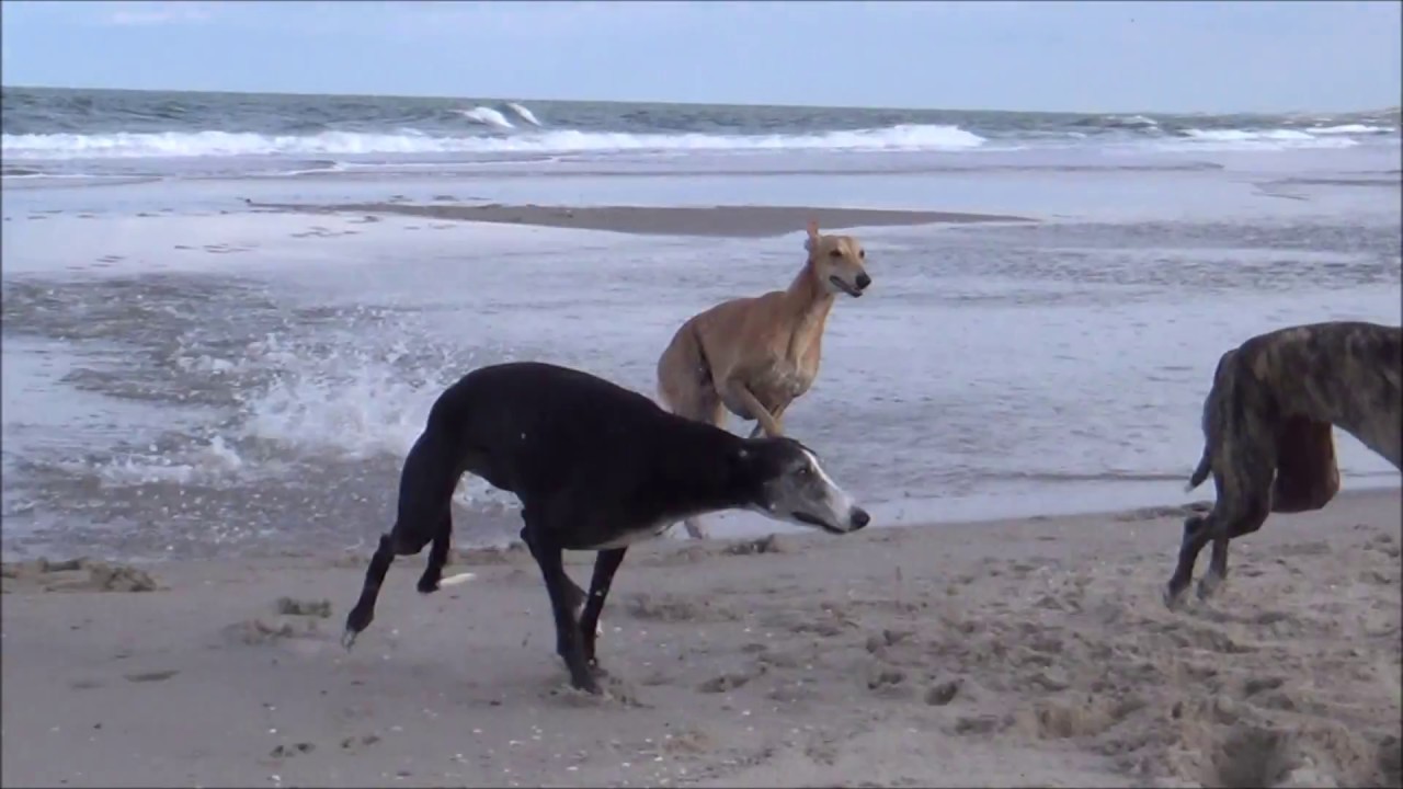 Galgo Race On The Beach