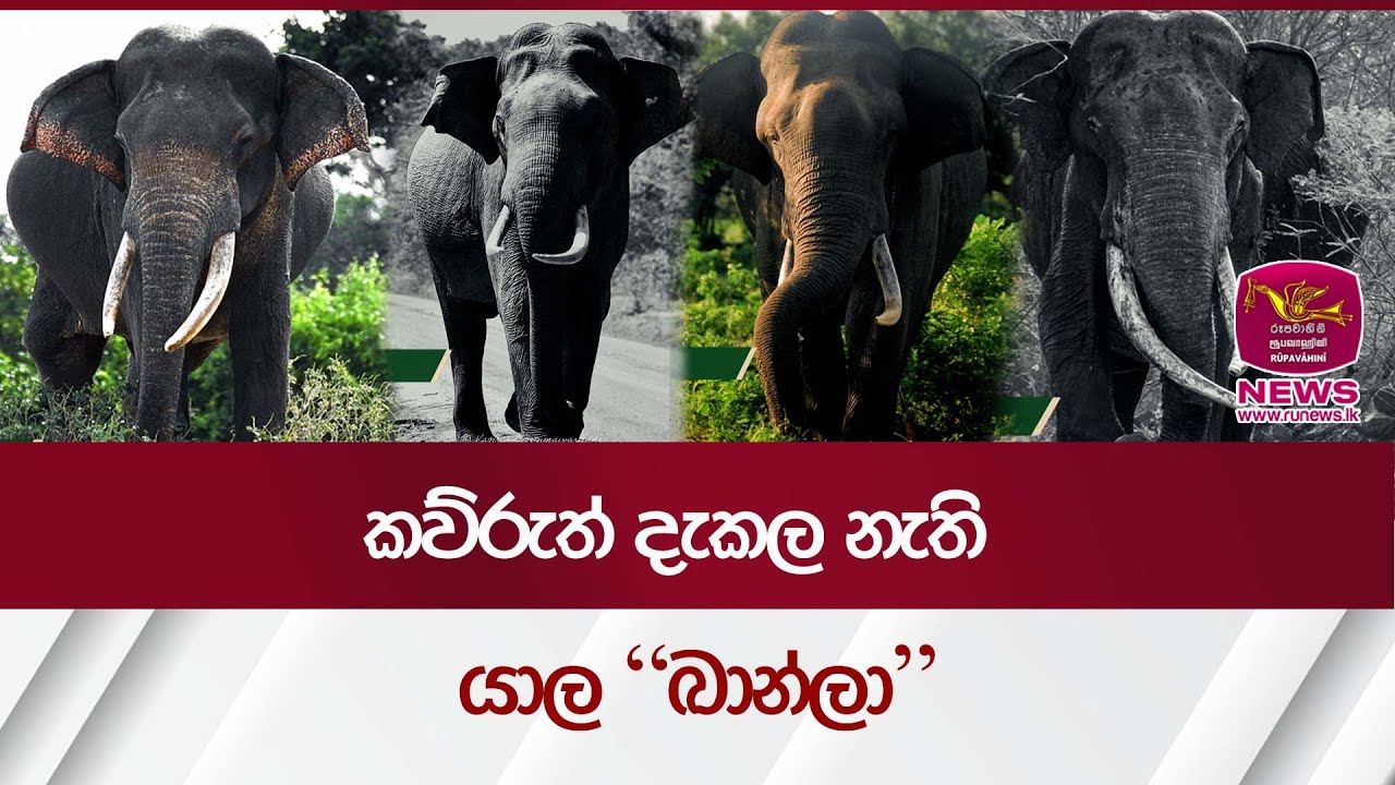 කව්රුත් දැකල නැති  යාල “ඛාන්ලා” Discover Sri Lanka| Rupavahini News