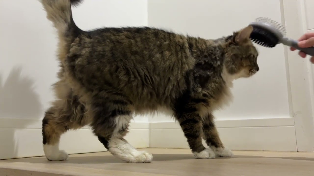Brushing my cat’s fur 🤩✨So Relaxing !😻🤩♥️