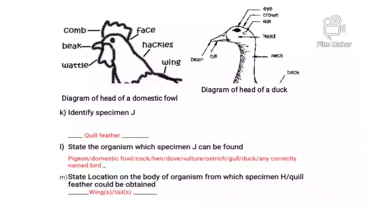 WAEC 2022 BIOLOGY PRACTICAL SPECIMEN QUESTION AND ANSWER.