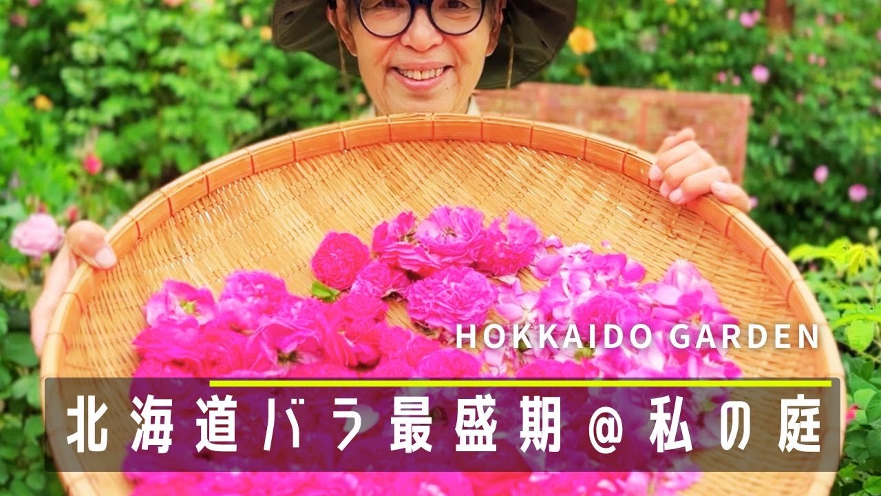 【私の庭づくり#26】北海道バラの最盛期６月の庭/バラ花がら摘み/キッチンガーデン【ガーデニング】